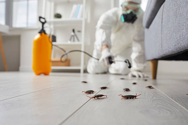 Commercial Kitchen Cockroach Control in Indian Rocks Beach
